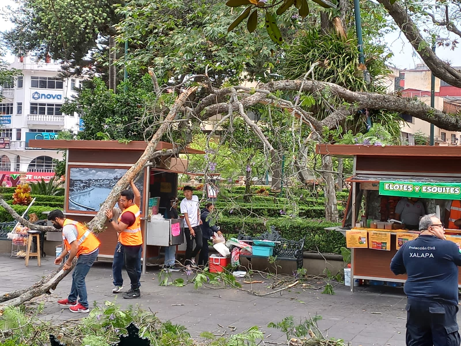 Rama cae sobre comercios en el Parque Juárez