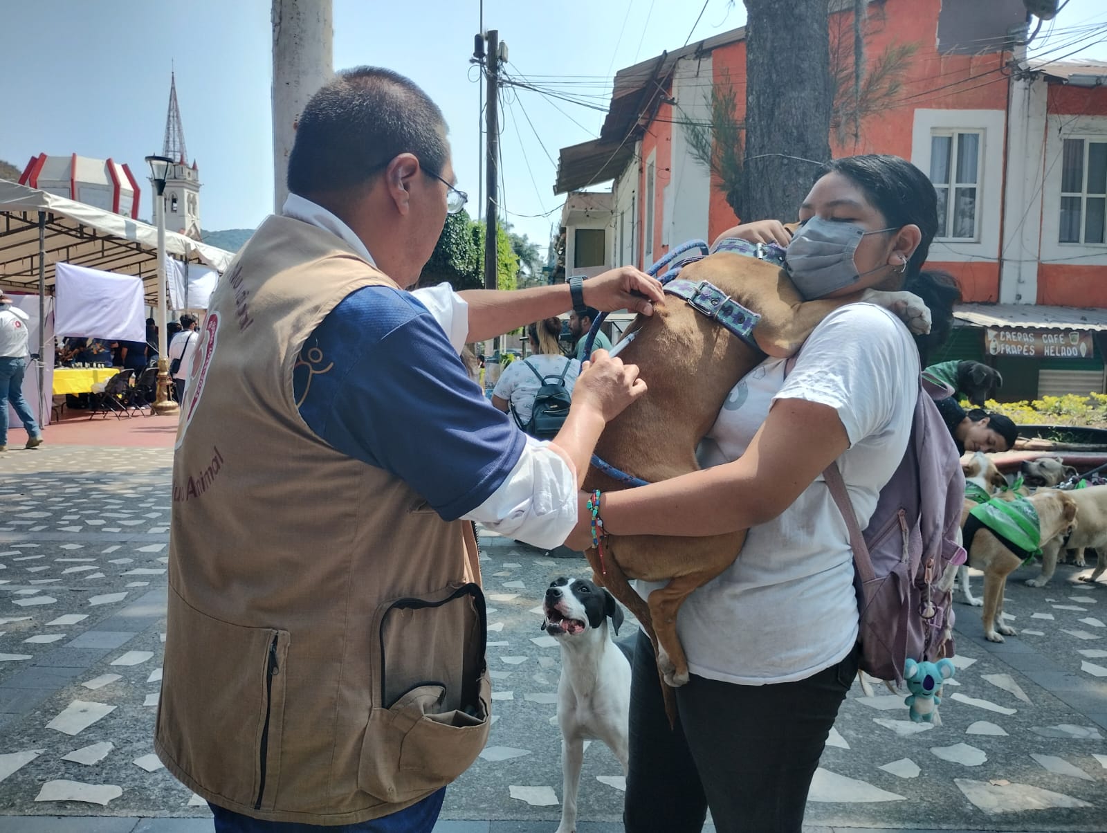 Urge en Río Blanco publicación de reglamento de salud animal