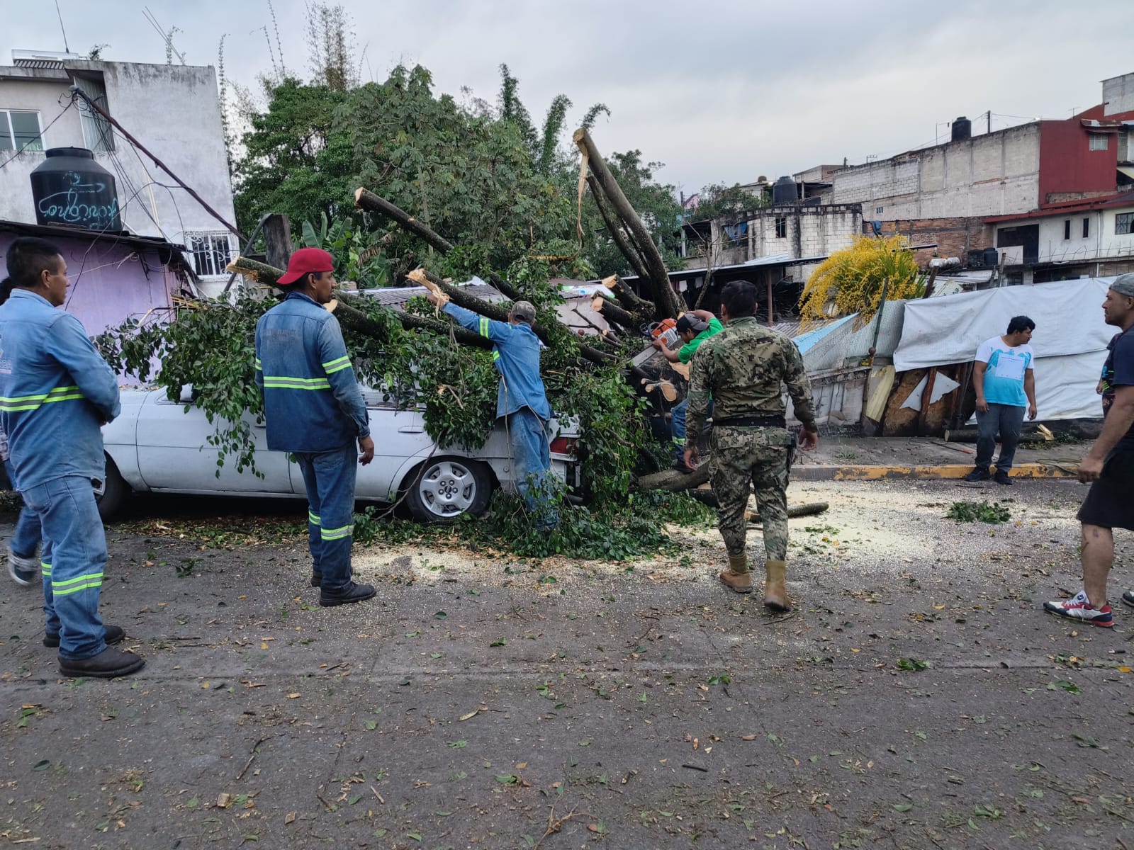 Tormenta eléctrica provoca caída de 15 árboles en Córdoba