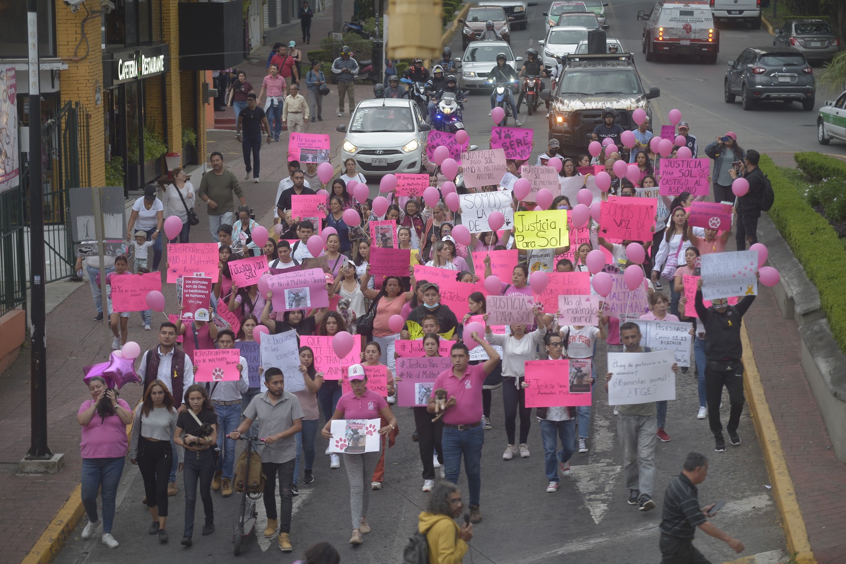 Xalapeños exigen que Fedayca haga justicia a la perra Sol, atropellada el sábado