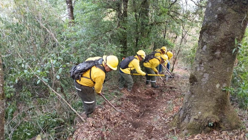 Incendios forestales en Altas Montañas causan daños en 31 hectáreas