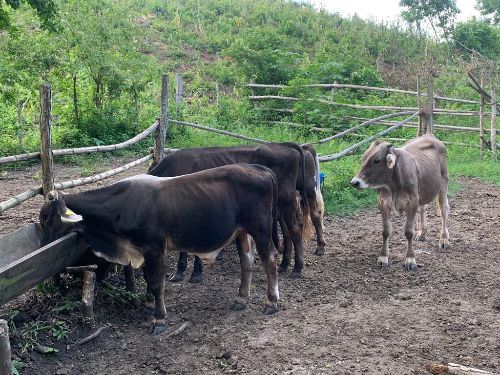 Totalmente secas reservas de agua en ranchos del sur de Veracruz