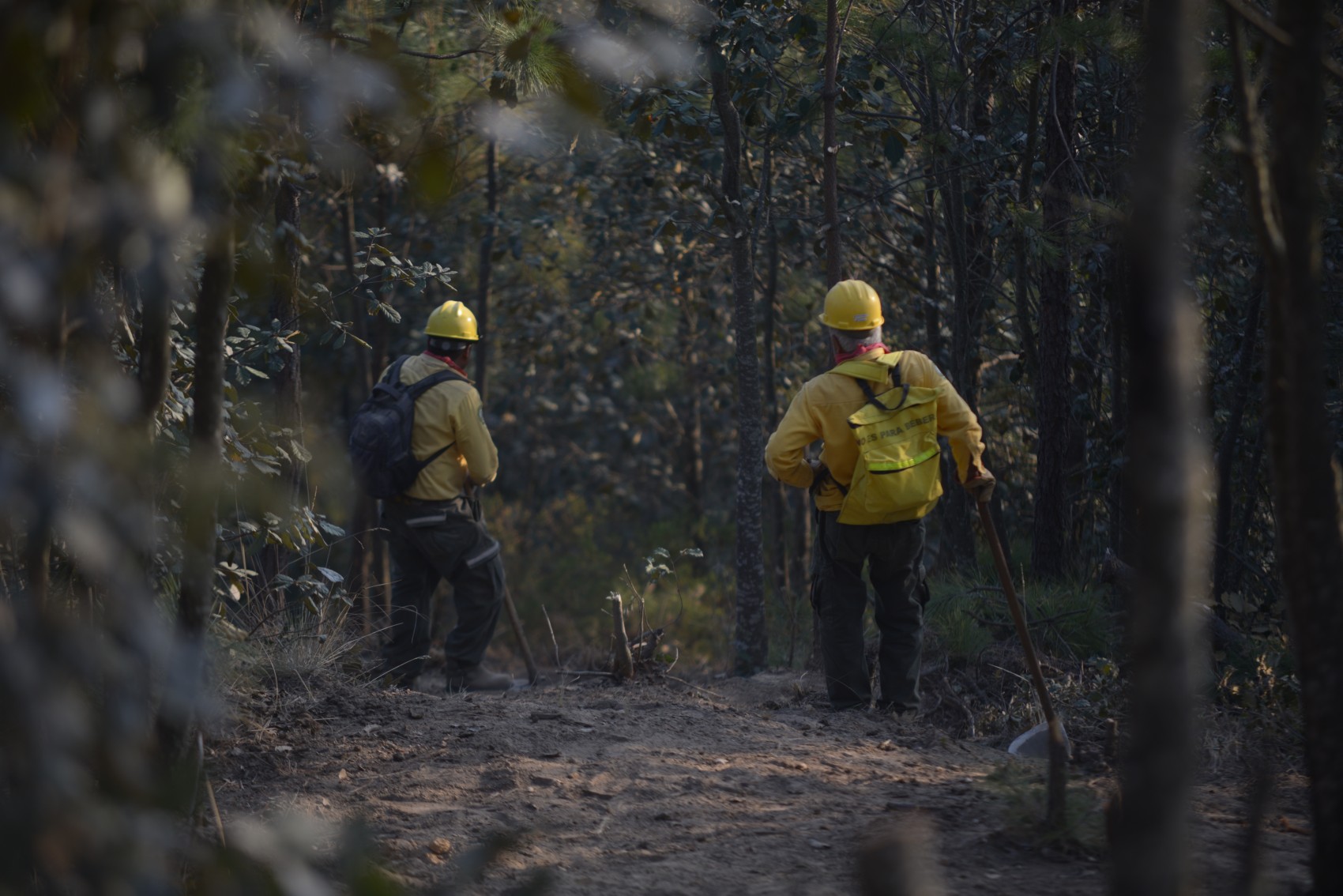 Incendios forestales dañan más de 630 hectáreas de áreas naturales protegidas