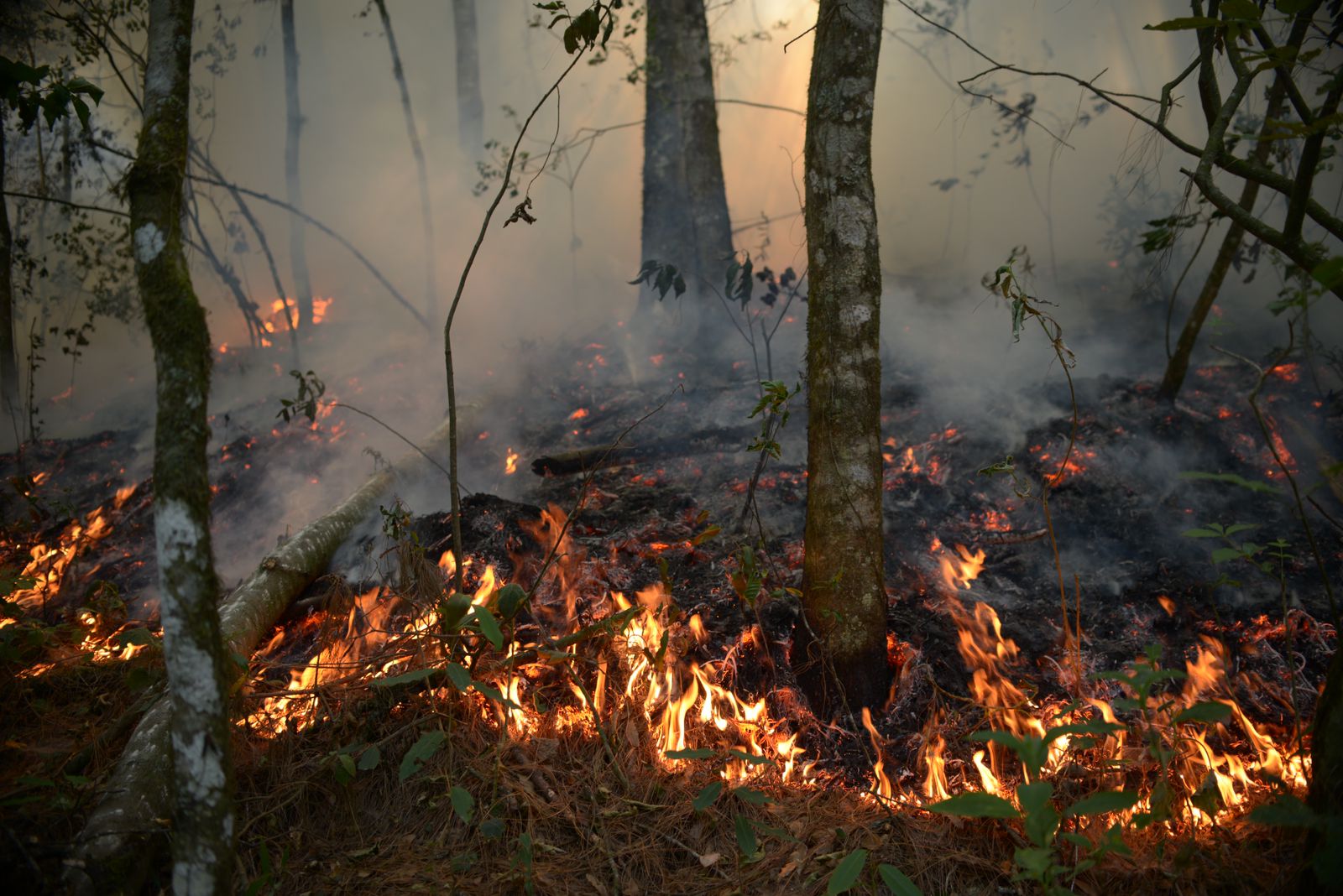 Da inicio la temporada de incendios forestales y ya van cuatro en la entidad veracruzana