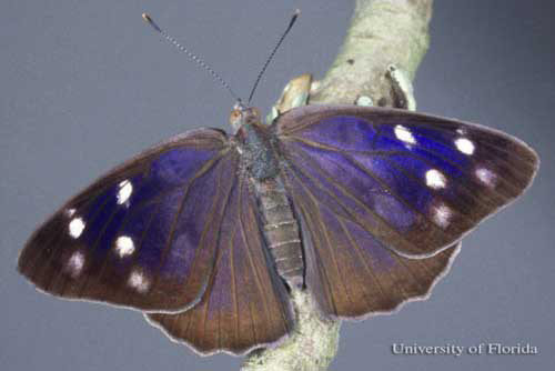 Miles de mariposas cruzan por Xalapa en su ruta migratoria