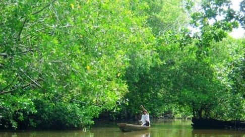 En riesgo 100 hectáreas de manglar en los márgenes del río Coatzacoalcos