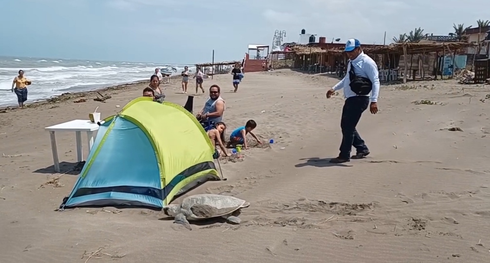 Piden a turistas respetar a las tortugas marinas que arriban a las costas veracruzanas
