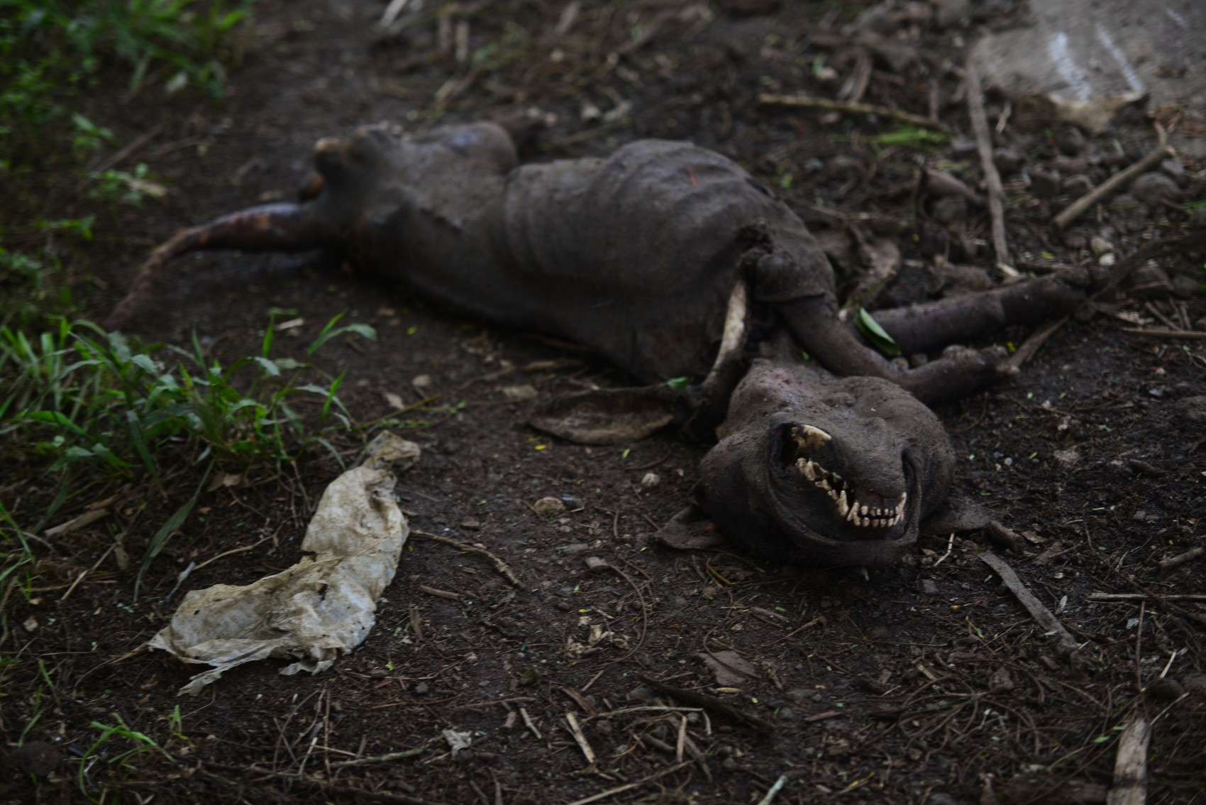 Hallan una decena de perros muertos en carretera Xalapa- Estanzuela