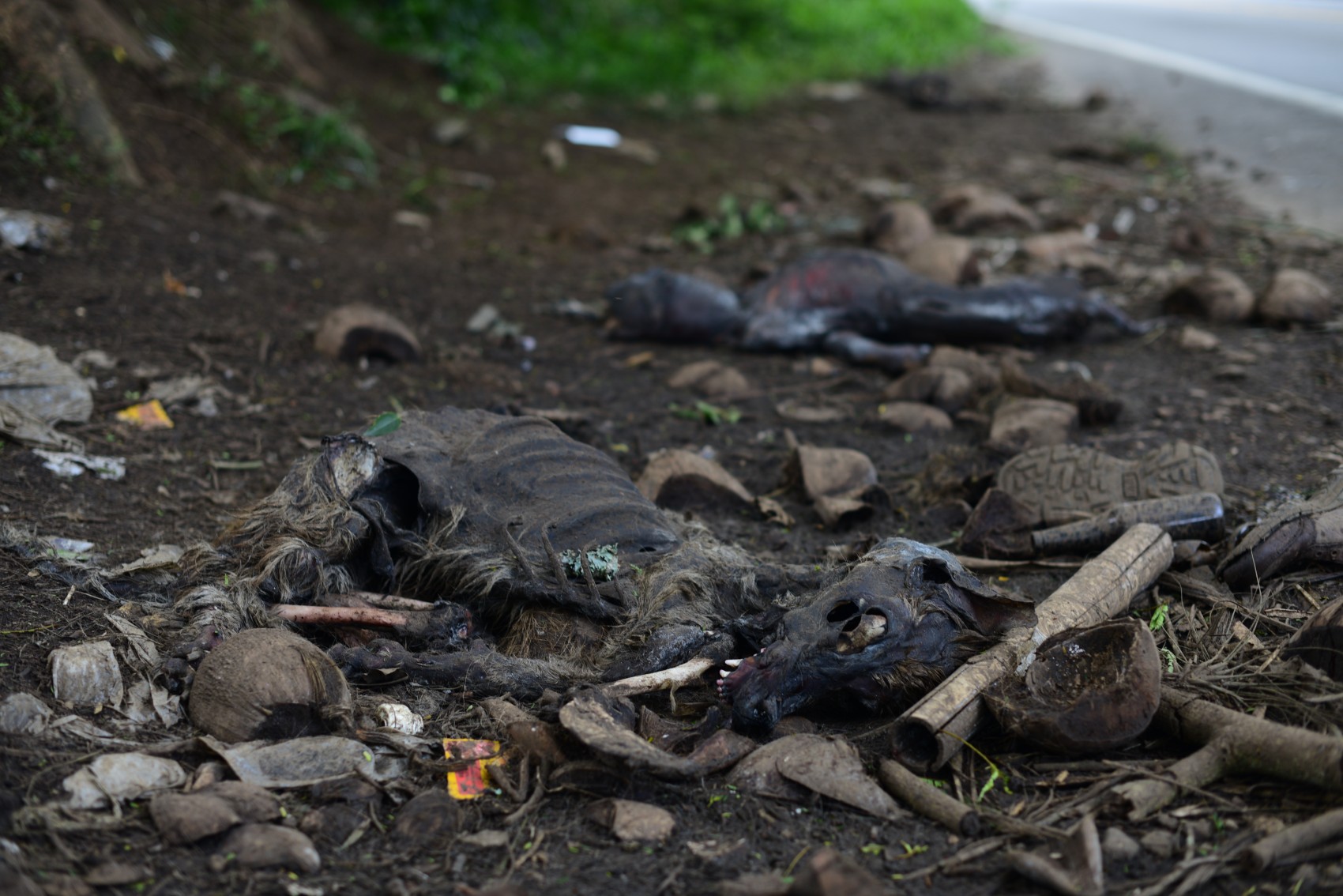 Perros hallados muertos podrían haber sido utilizados en peleas clandestinas, advierten animalistas