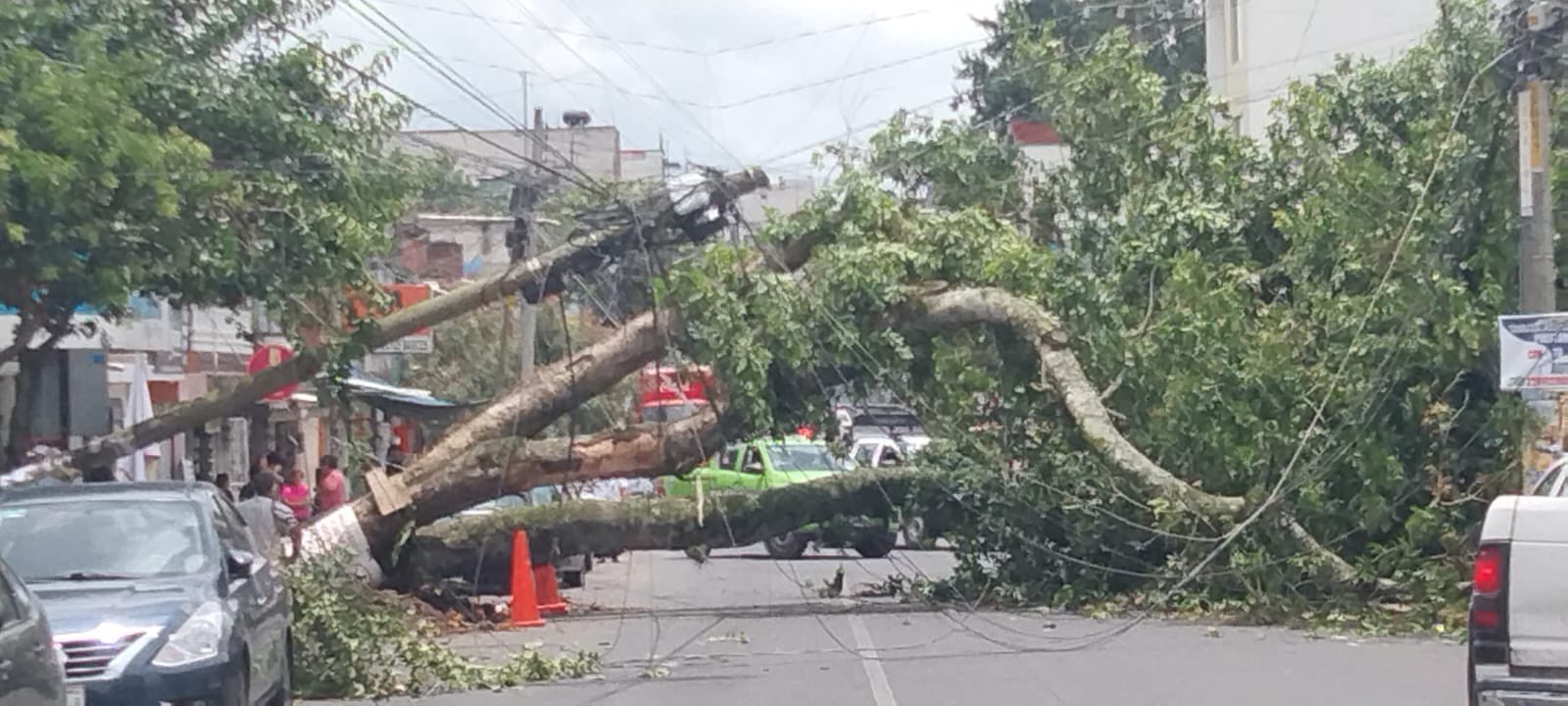 Cae árbol sobre postes de luz en la colonia Ferrer Guardia