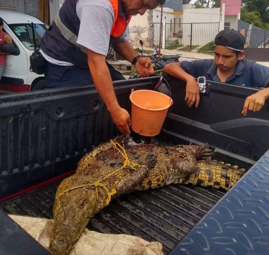 Capturan cocodrilo de más de tres metros de largo en Huatusco