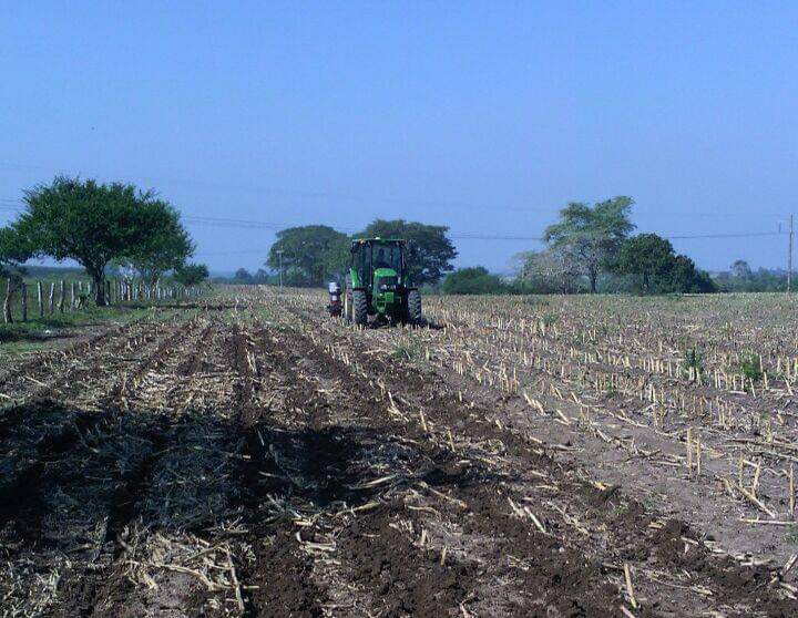 Abandona sus tierras el 10% de los productores de maíz: Unaeproma
