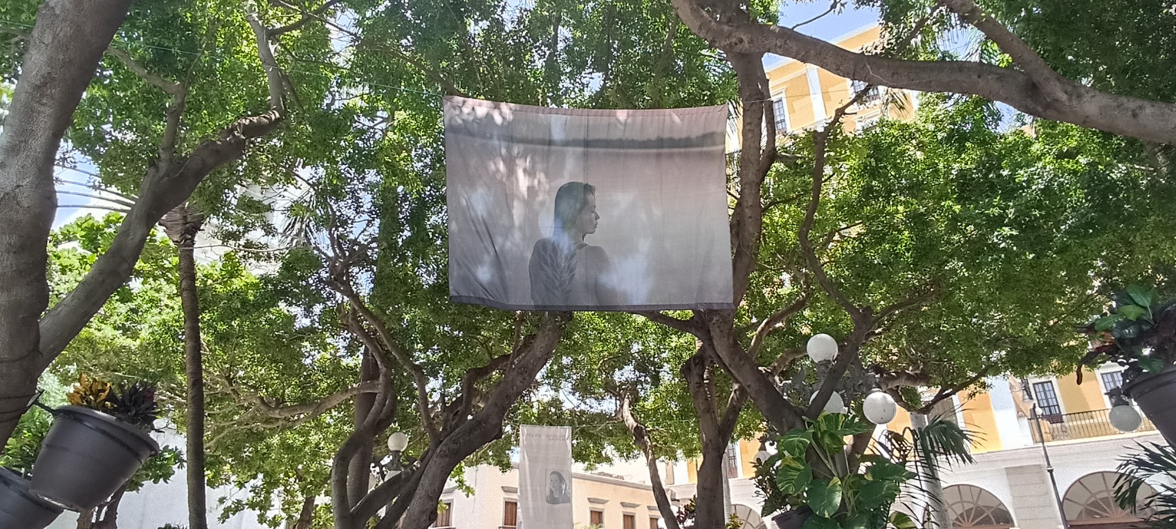Presentan “Diálogos con las Plantas” en el Festival Internacional de Fotografía “Mirar Distinto”