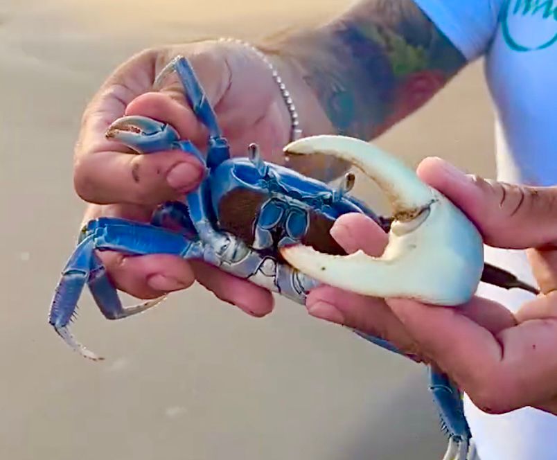 Arranca veda para la pesca del cangrejo azul