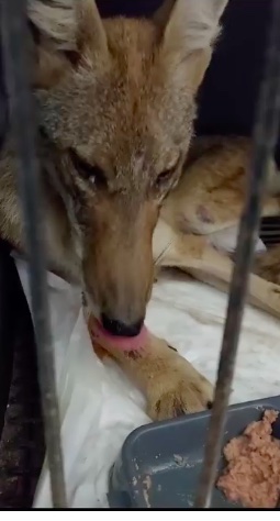 Rescatan a Coyote hembra en Punta Tiburón