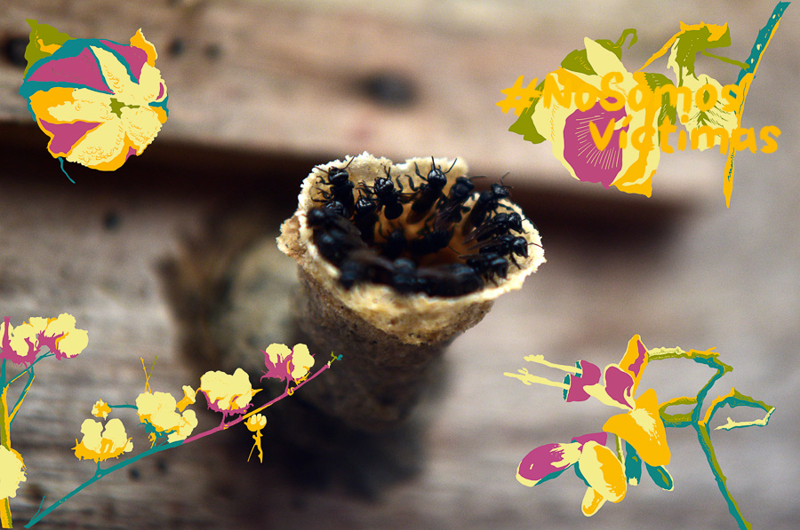 Las guardianas de las abejas