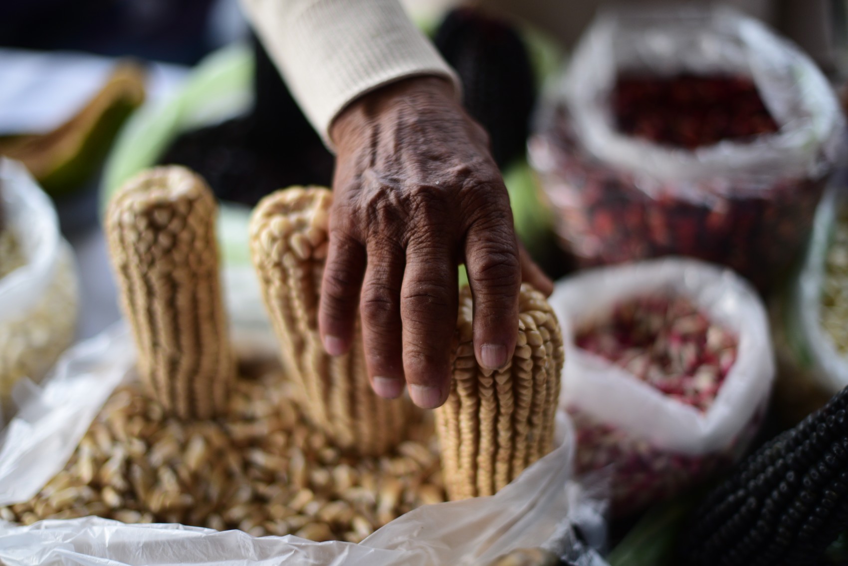 Productores de maíz venderán su producto en tortillerías para darle valor agregado