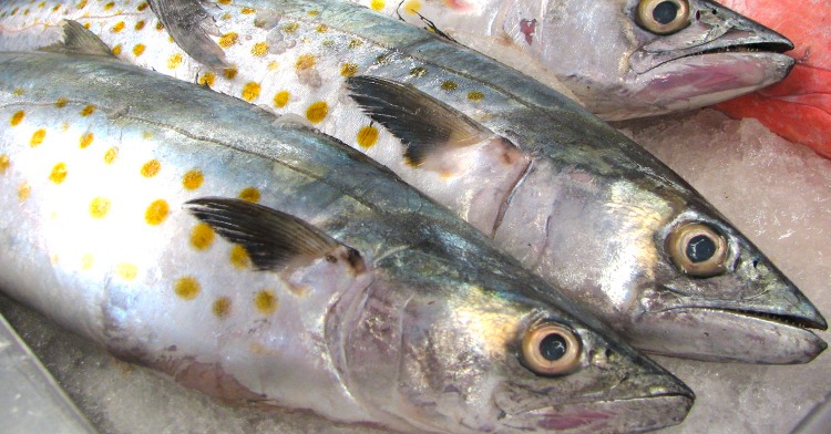 Pez sierra, especie en peligro crítico de extinción