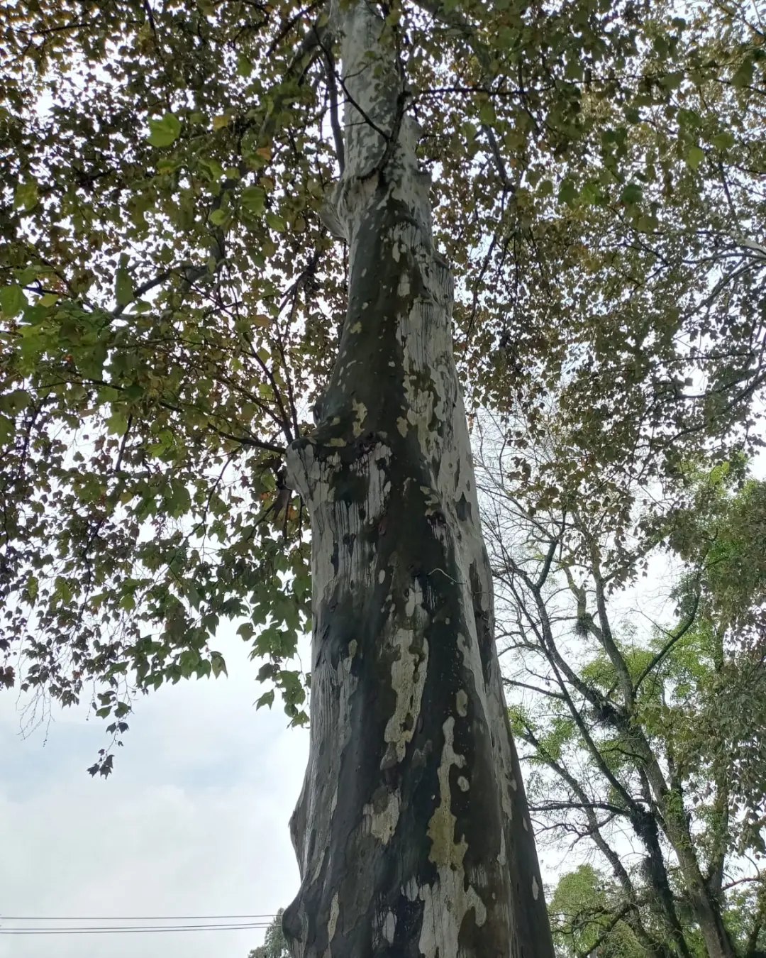 Denuncian que Sesver taló árboles nativos del bosque mesófilo de montaña