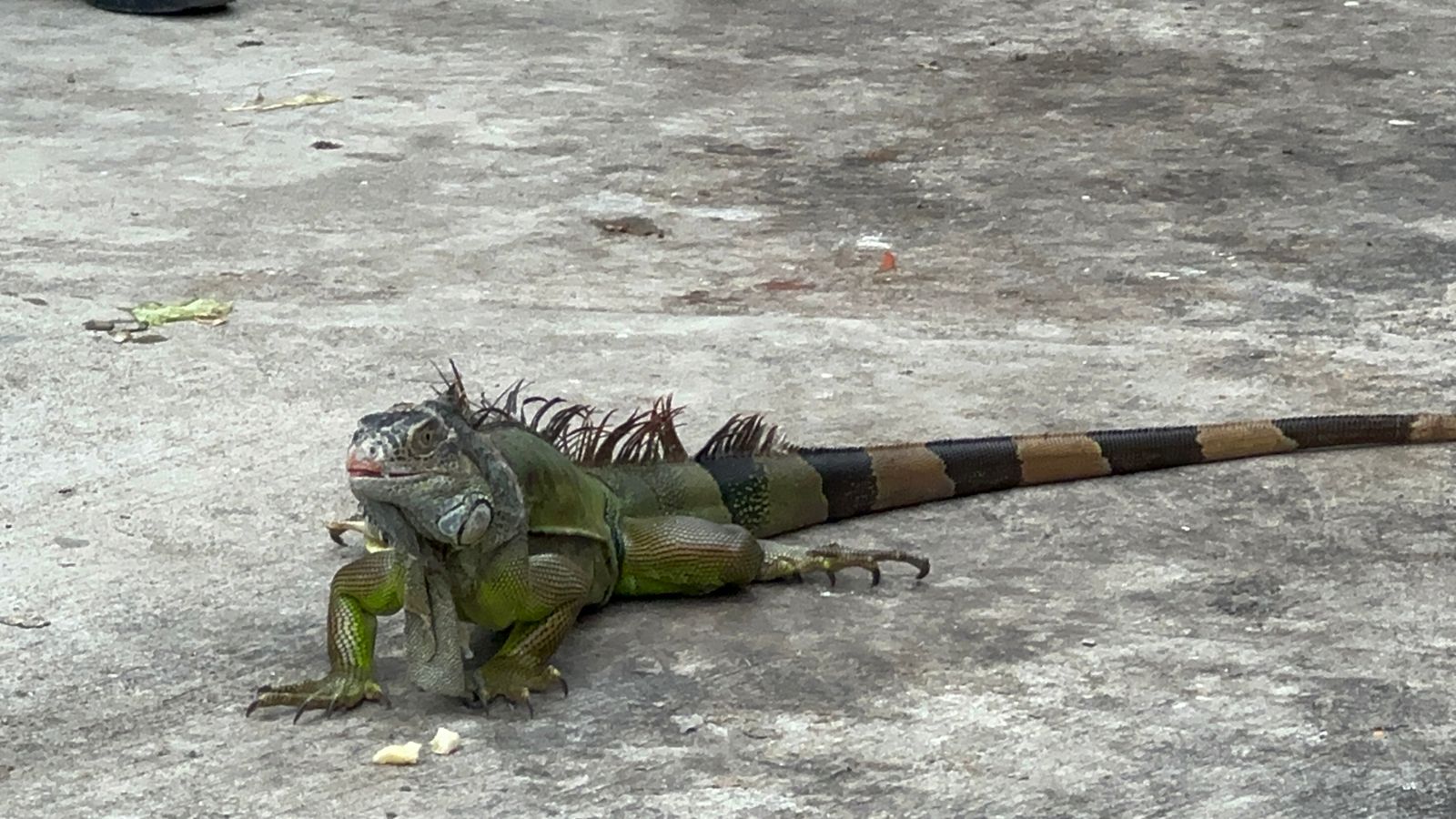 Inauguran primer “iguanario” en Poza Rica