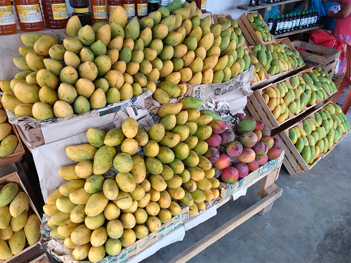 Egresada UV investiga biocontrol de hongo que afecta al mango manila
