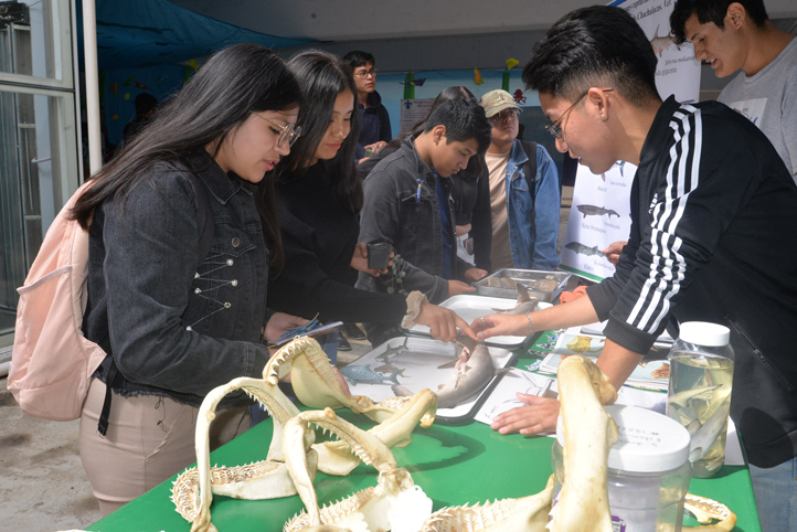 Estudiantes UV investigan tiburones y rayas de las costas veracruzanas