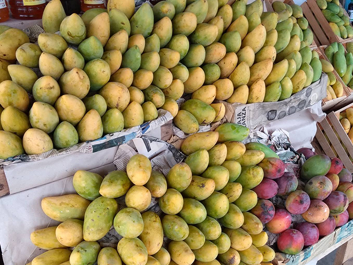 Estudiante UV investiga bacterias antifúngicas para proteger el mango