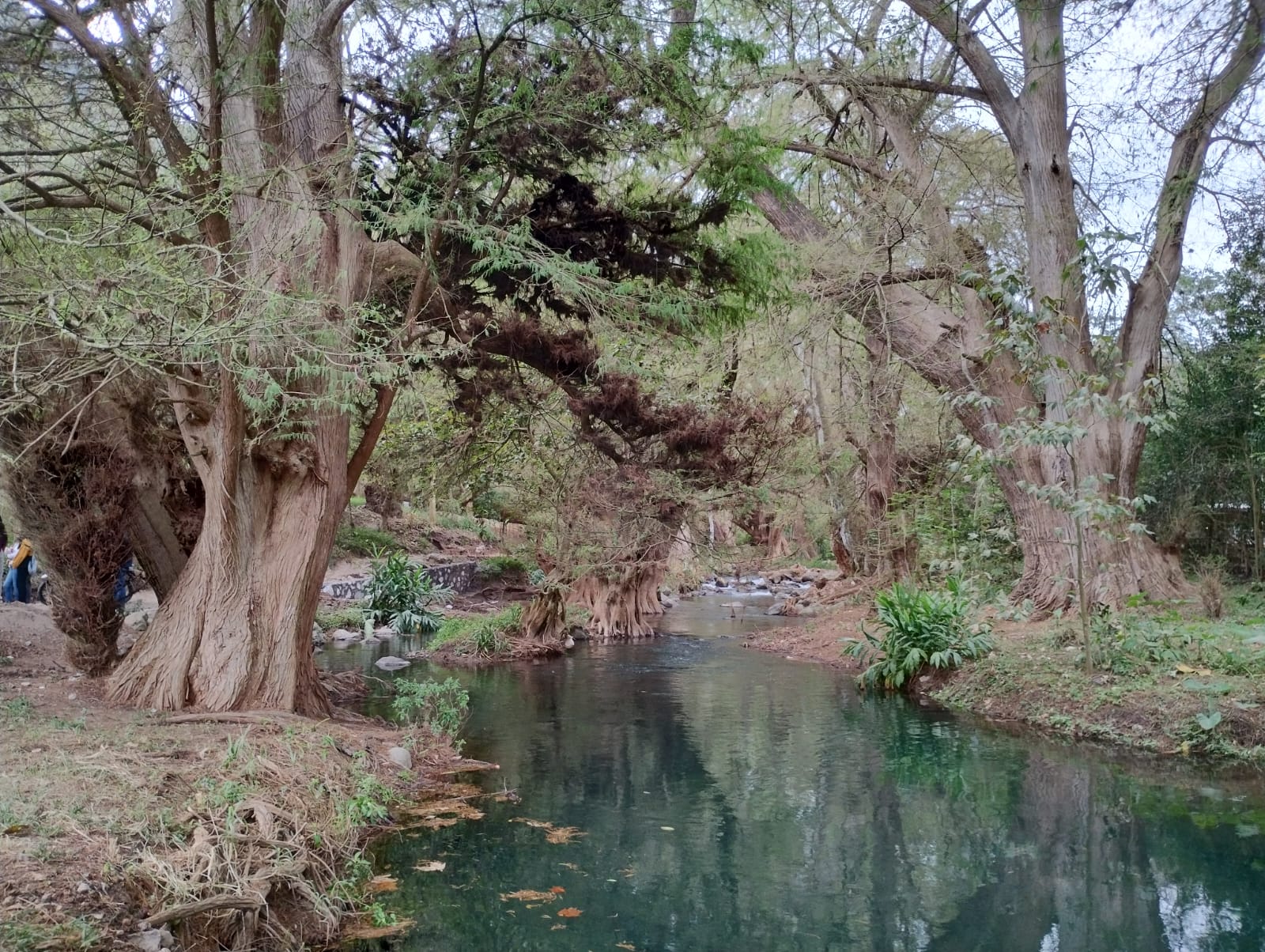 Rehabilitarán paseo de los ahuehuetes