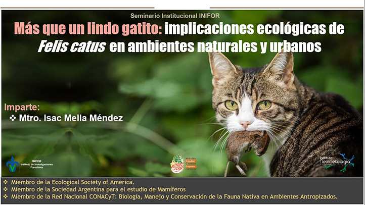 Gatos, implicados en extinción de especies a nivel mundial