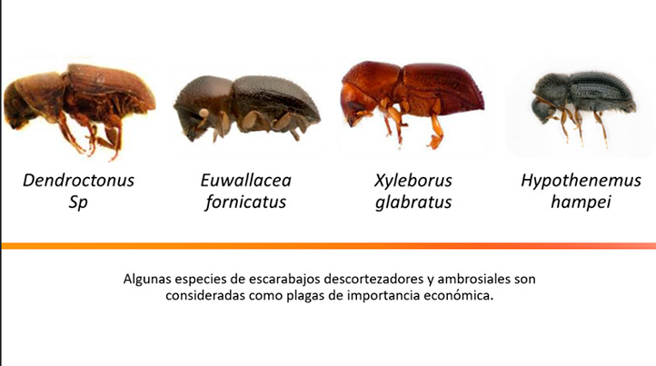 Estudiante UV propone semioquímicos para control de escarabajos