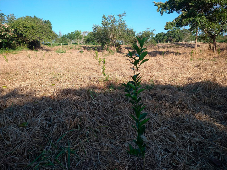 FISPA instaló módulo de cítricos “Limón persa»