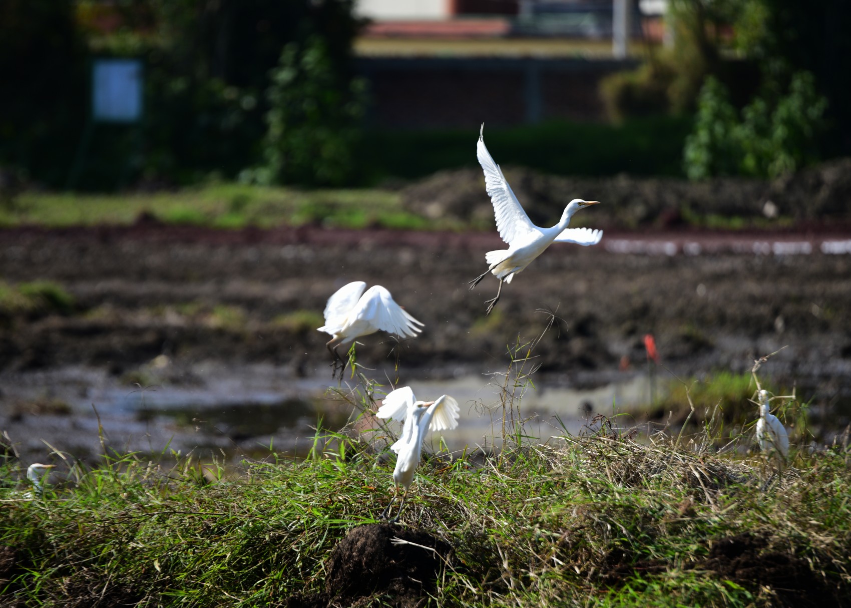Humedales en Veracruz: ecosistemas clave en riesgo por contaminación, rellenos y falta de protección