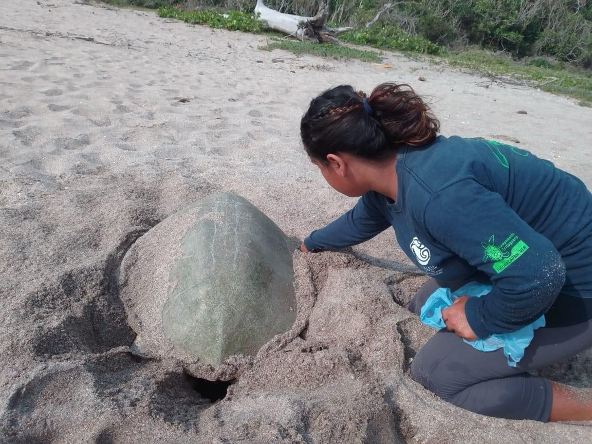 Refuerzan protección ambiental en playas del Totonacapan