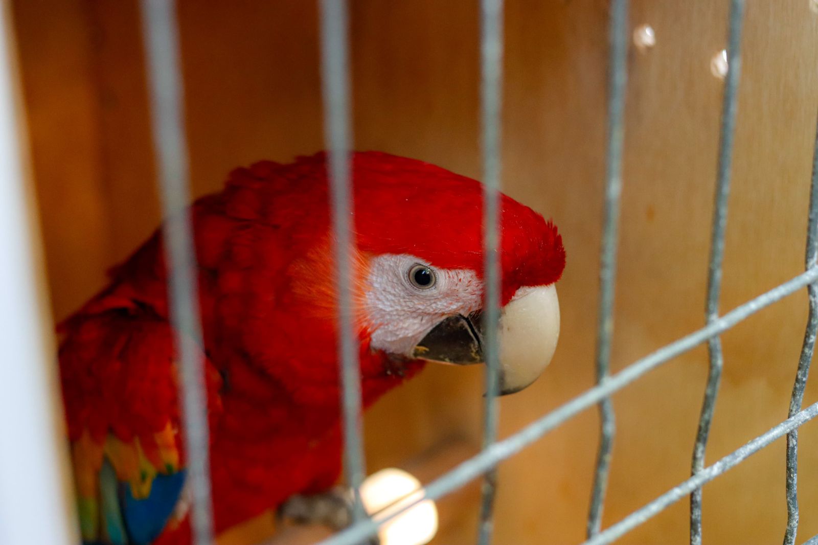 Reincorporan guacamayas rojas a su hábitat natural