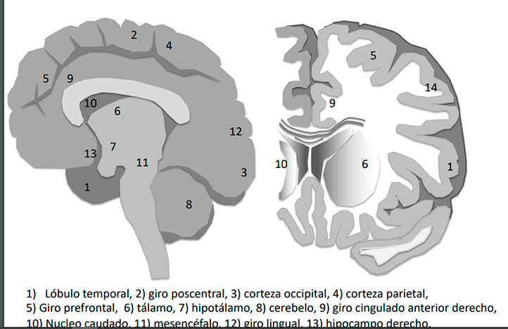 UV estudia efecto del paracetamol en organización sexual cerebral