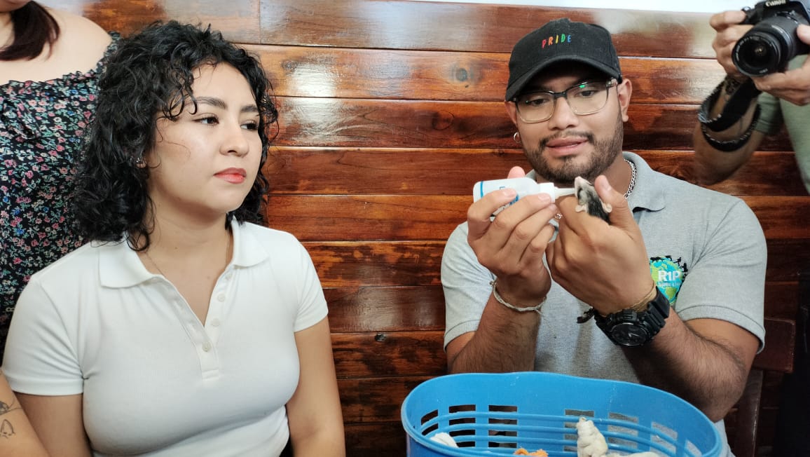 De marzo a septiembre debe suspenderse tala pues es tiempo de reproducción animal: AC