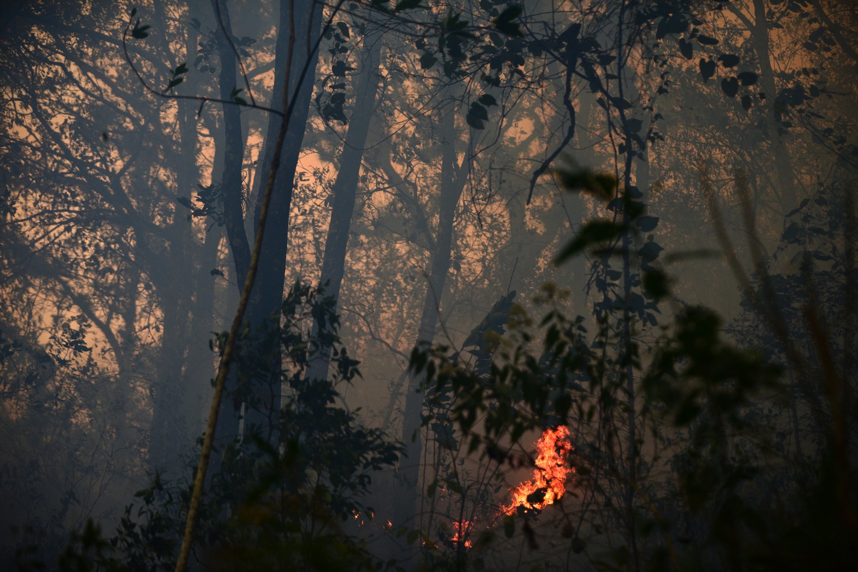 Cañón del Río Blanco tardará 20 años en recuperarse de incendios