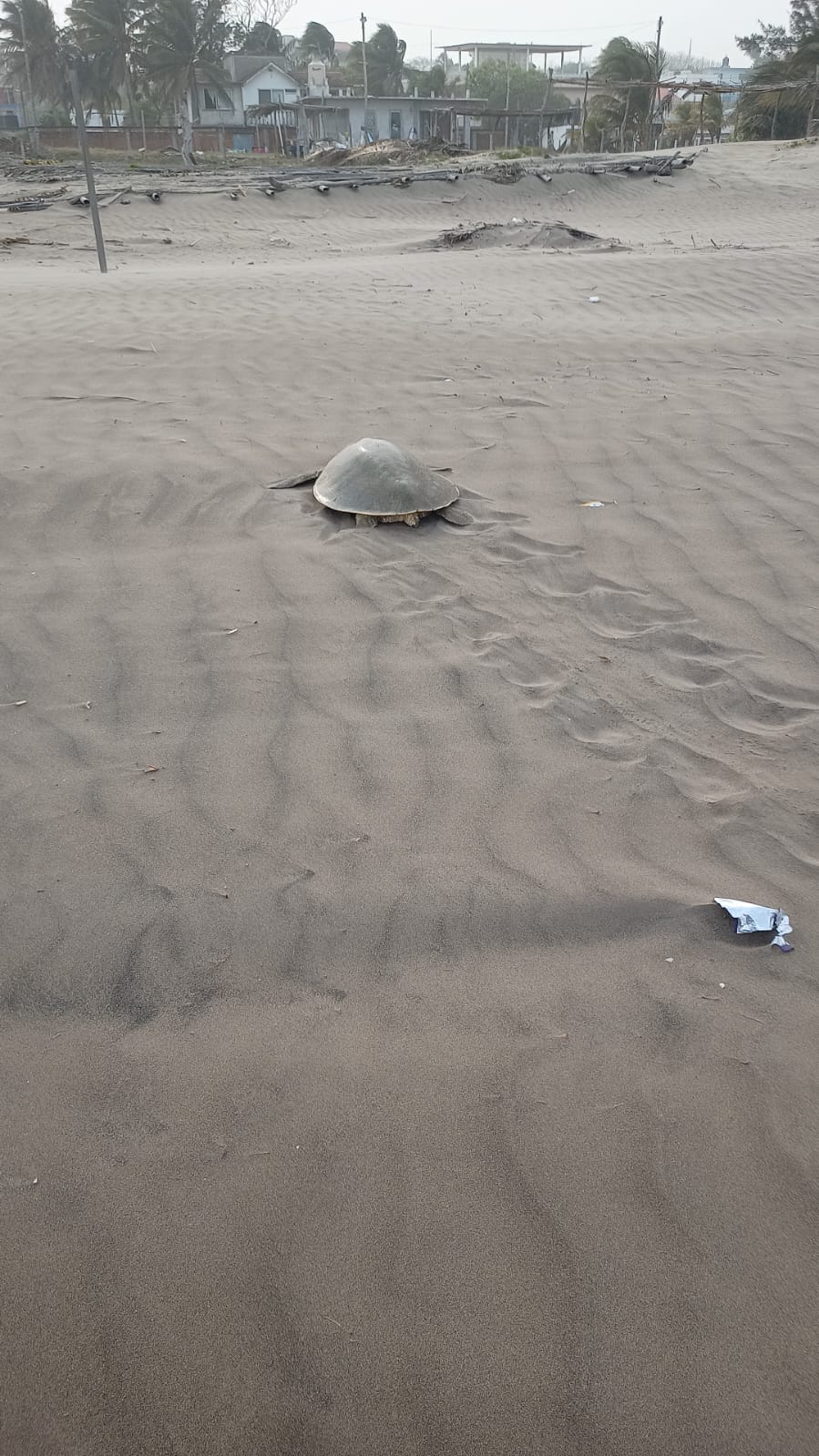 Dos tortugas llegan a desovar a playas de Chachalacas