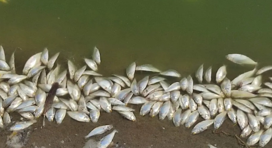 Reportan cientos de peces muertos en la laguna La Ilusión de Veracruz puerto
