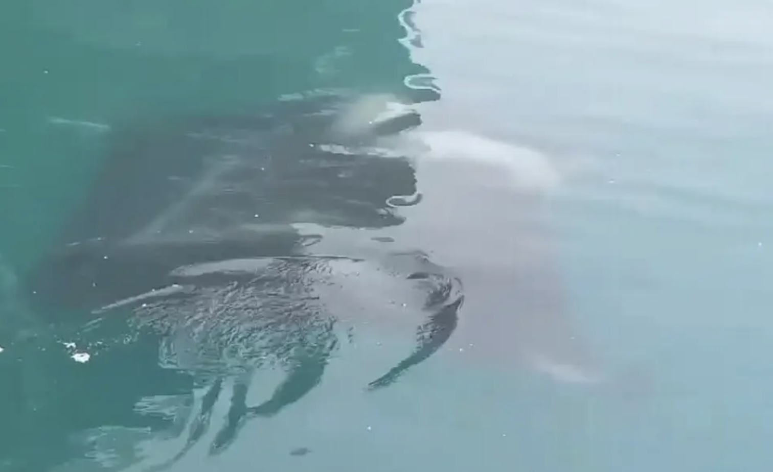 Captan impresionantes mantarrayas en la zona de muelles del puerto