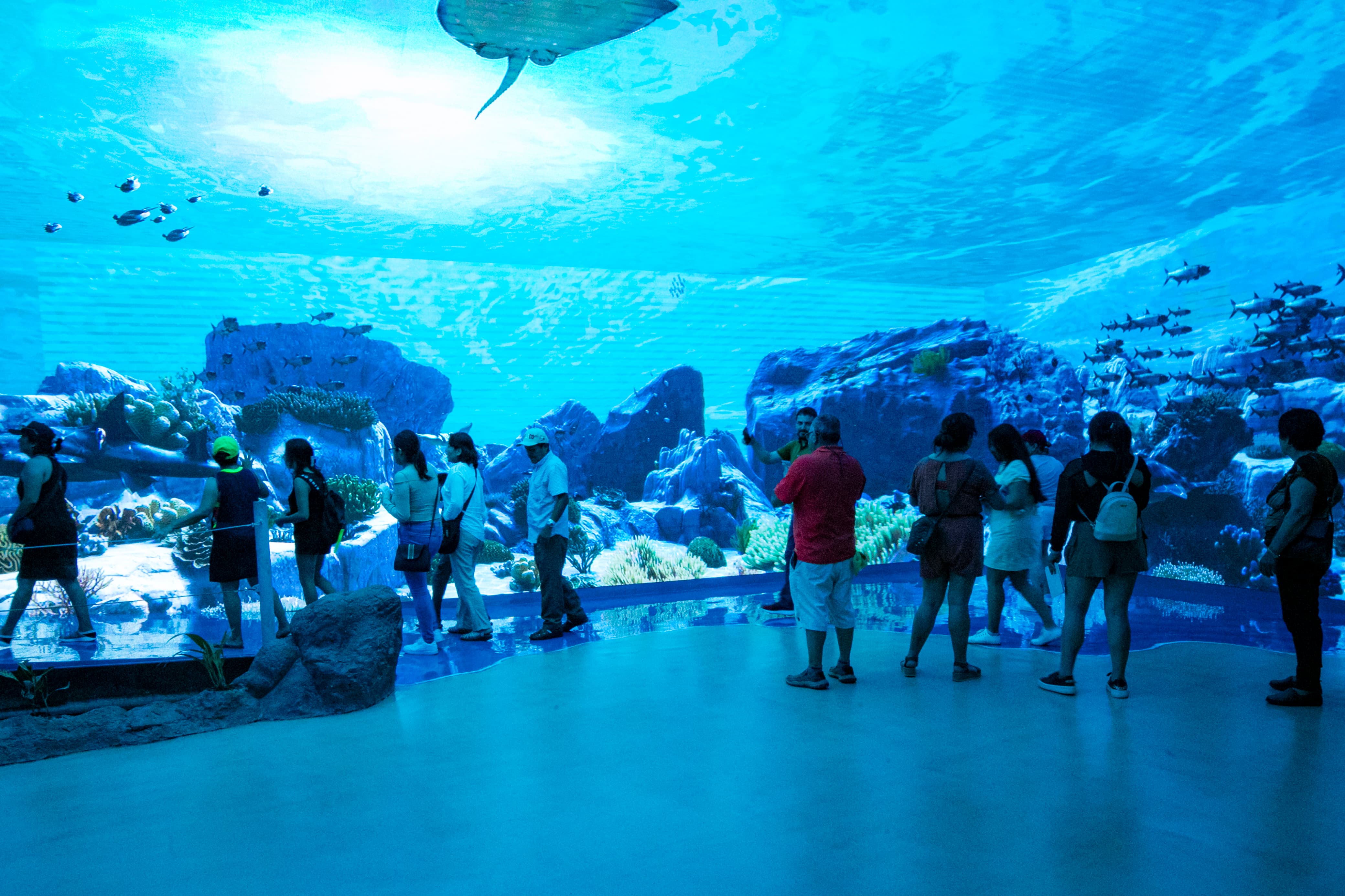 Procurador ambiental invita a Carlos Loret a visitar al Aquarium del puerto de Veracruz