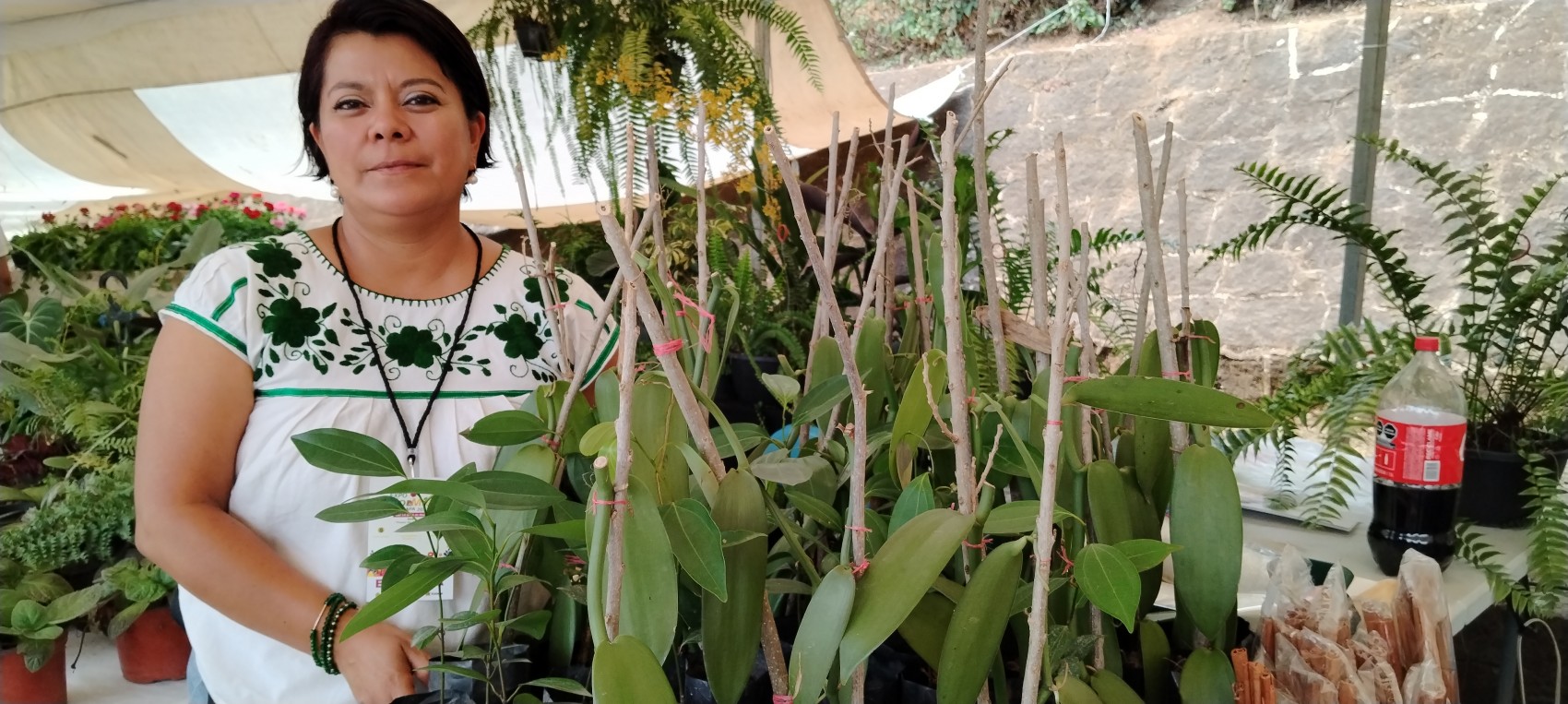 Vainilla veracruzana, de mayor calidad que la de Madagascar: Productora