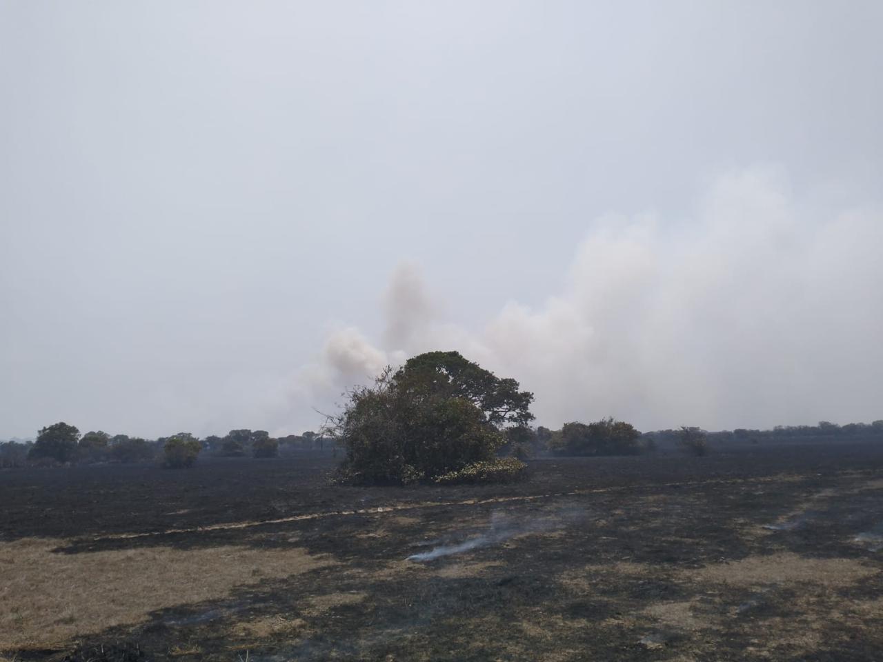Se combaten incendios de pastizales en Boca del Río y Alvarado