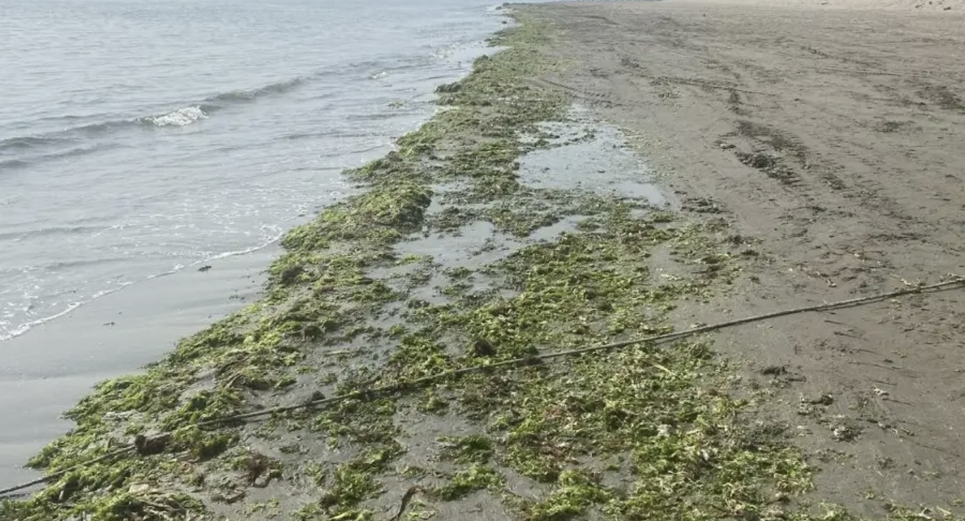 Llega sargazo a playas de Boca del Río
