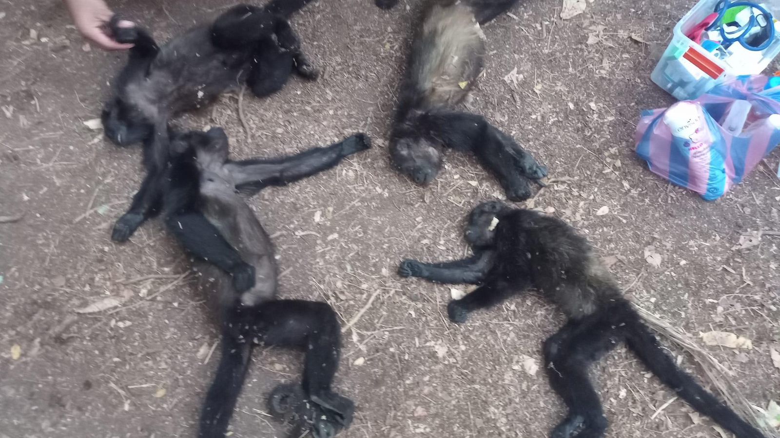 Ambientalistas piden estudio a fondo para determinar causas de muerte de monos aulladores