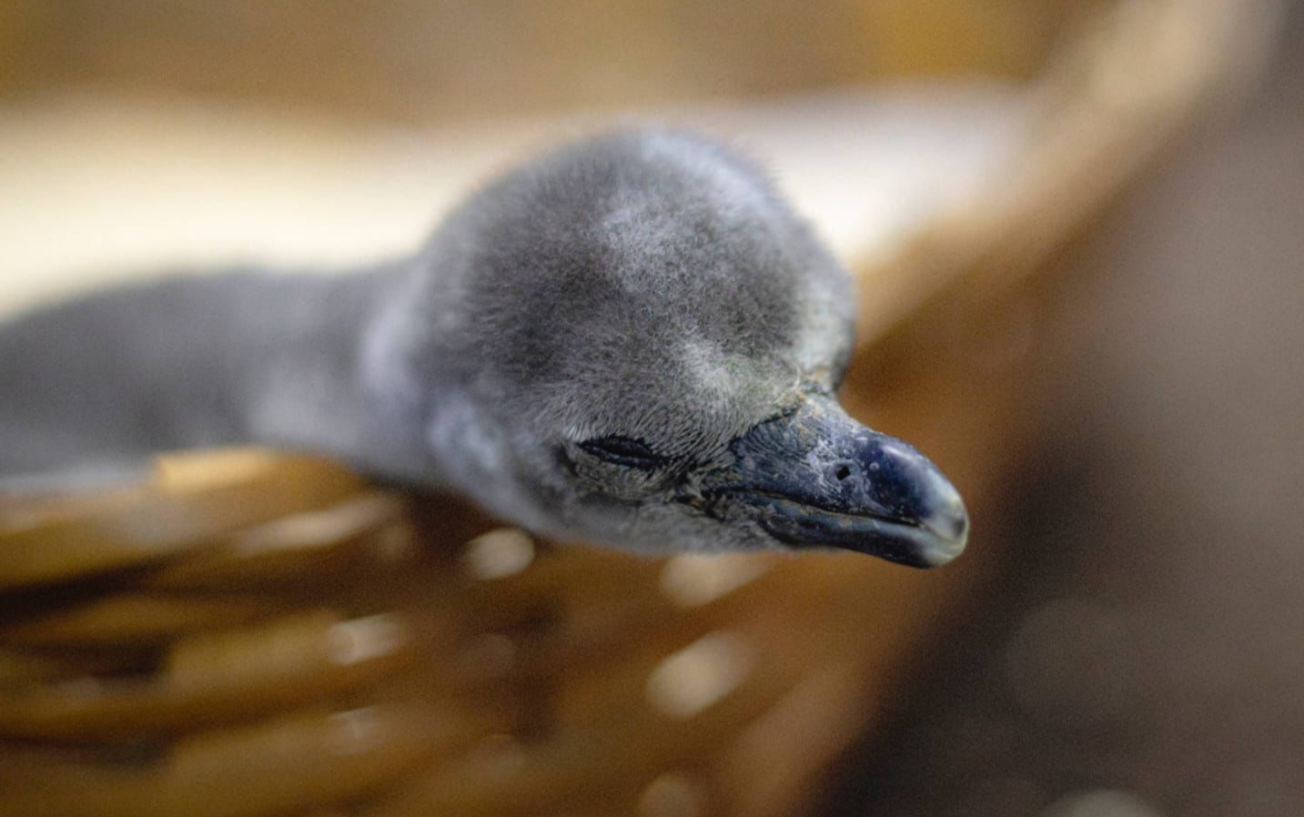En mayo, nacen tres pingüinos en el Aquarium del puerto de Veracruz