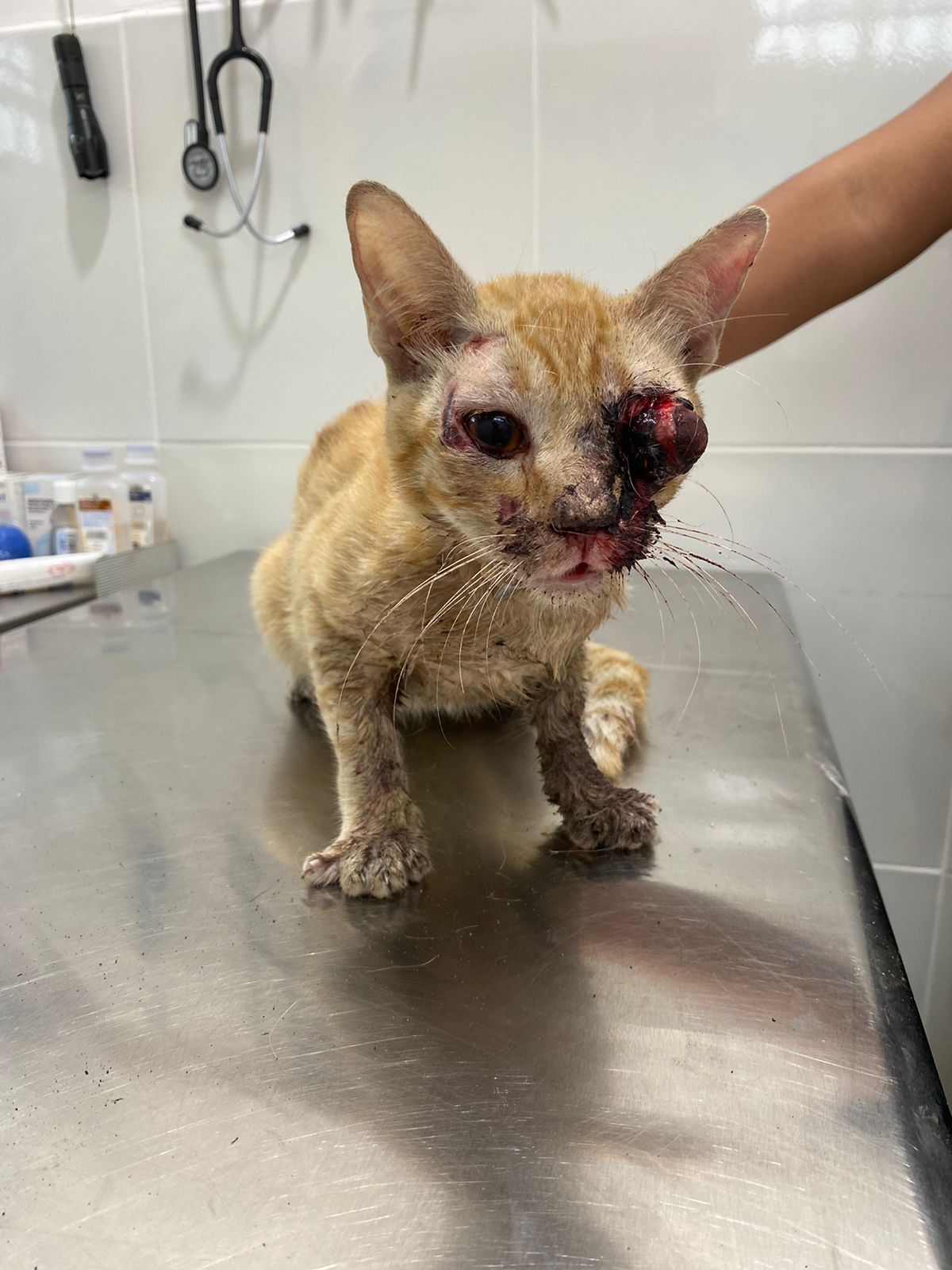 Denuncian otro caso de violencia animal en Lomas de Río Medio 4 de Veracruz puerto