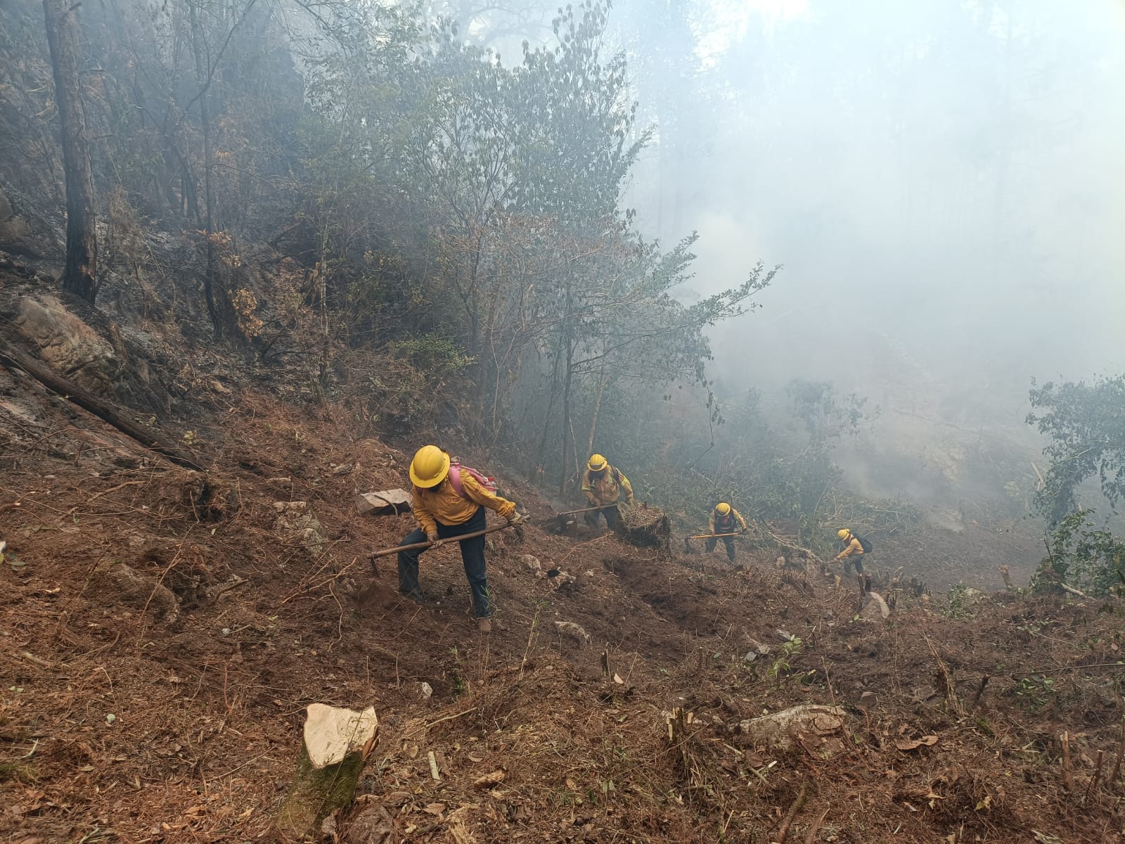 Veracruz suma 40 incendios forestales en 2025; Perote, el más afectado