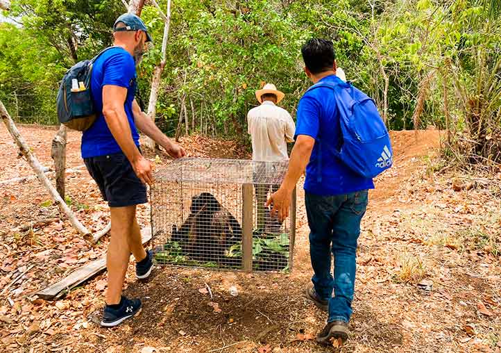 Documentan pérdida de 204 monos aulladores por golpe de calor en sureste mexicano