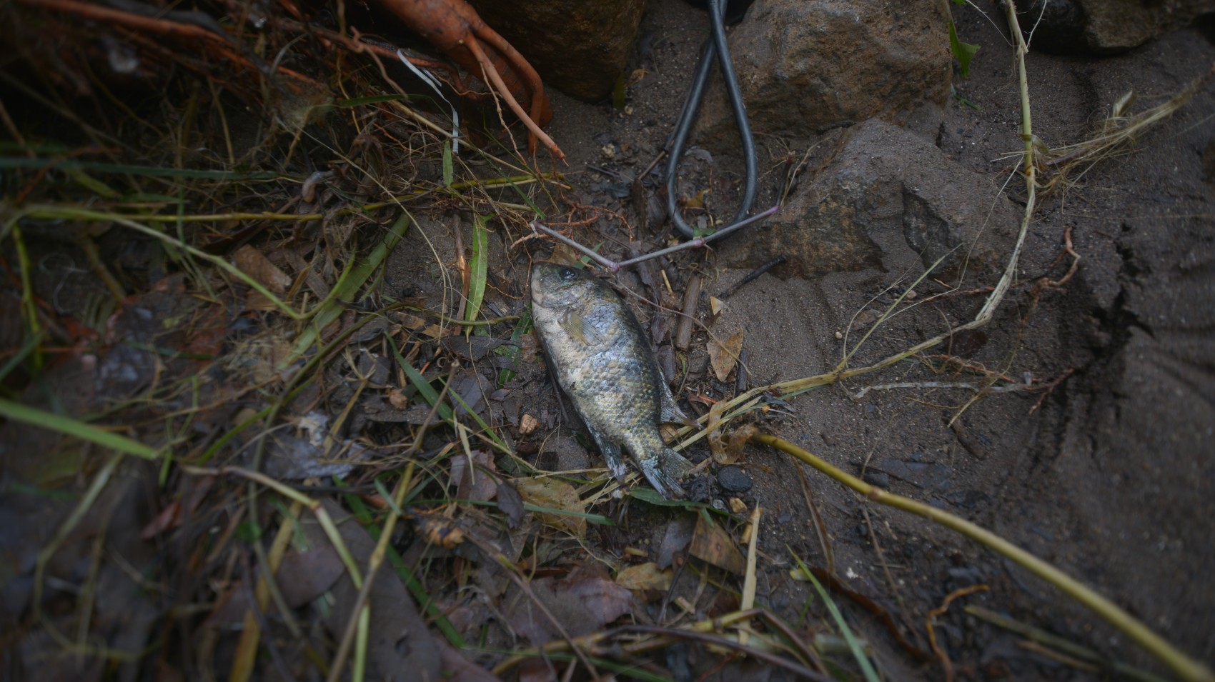 El río daba miedo de verlo: Habitantes de Jalcomulco